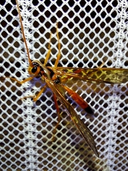 Opheltes glaucopterus