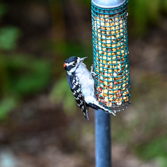 Dryobates pubescens pubescens