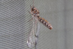 Ululodes quadripunctatus