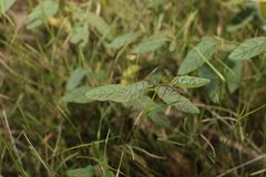 Solanum latens