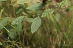 Solanum latens