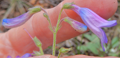 Penstemon inflatus