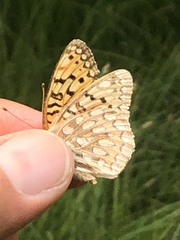 Speyeria callippe nevadensis
