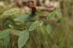 Solanum latens