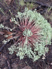 Euphorbia lurida