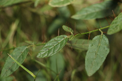 Solanum latens