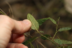 Solanum latens