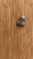 Mesoligia furuncula