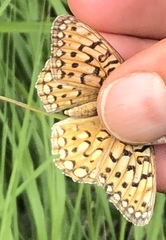 Speyeria callippe nevadensis