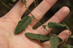 Solanum latens