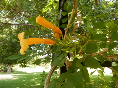 Campsis × tagliabuana