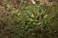 Solanum latens