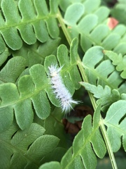 Halysidota tessellaris