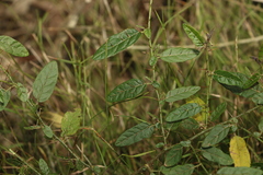 Solanum latens