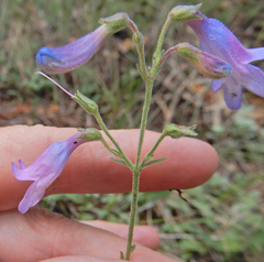 Penstemon inflatus