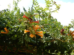Campsis × tagliabuana