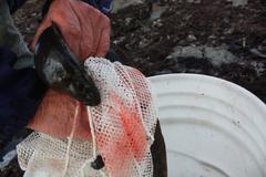 Cebidichthys violaceus