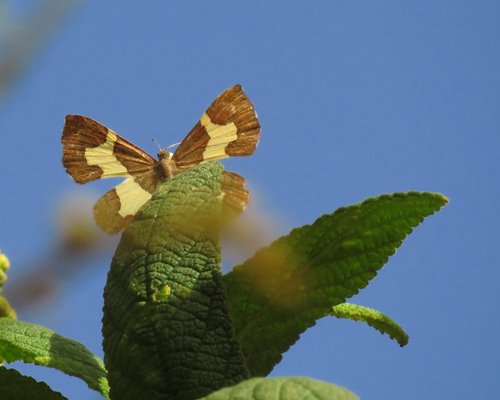 Baeotis johannae