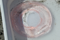 Aequorea forskalea