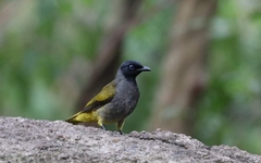 Brachypodius melanocephalos