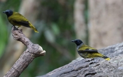 Brachypodius melanocephalos