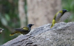 Brachypodius melanocephalos