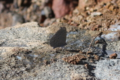 Monodontides argioloides