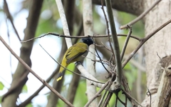 Brachypodius melanocephalos