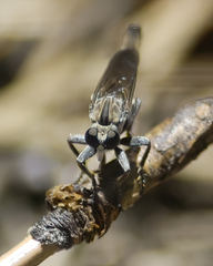 Willistonina bilineata