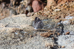 Monodontides argioloides