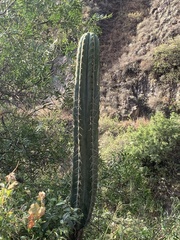 Trichocereus macrogonus peruvianus