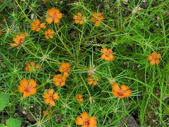 Portulaca suffrutescens
