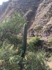 Trichocereus macrogonus peruvianus