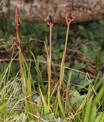 Luzula orestera