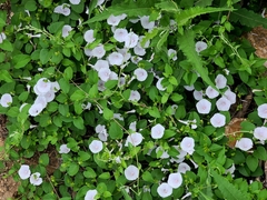 Jacquemontia pringlei