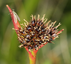 Luzula orestera