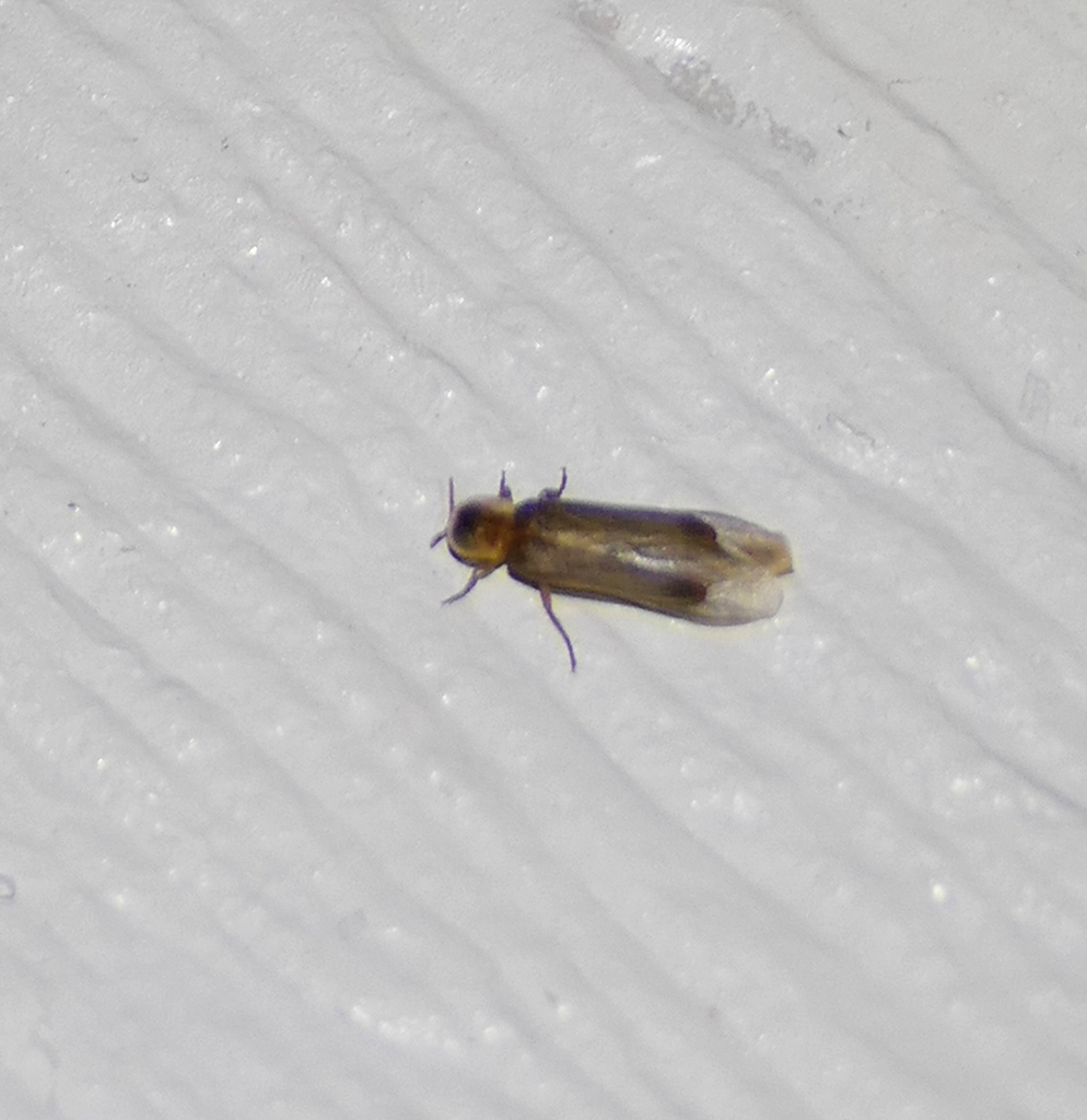 Desert firefly