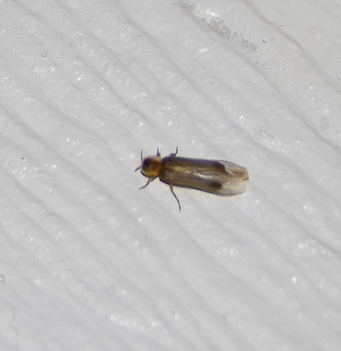 Desert firefly