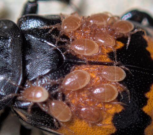 Carrion Beetle Mites