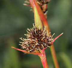 Luzula orestera