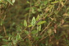 Solanum latens