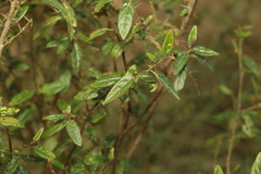 Solanum latens