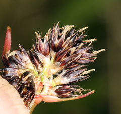 Luzula orestera
