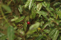 Solanum latens
