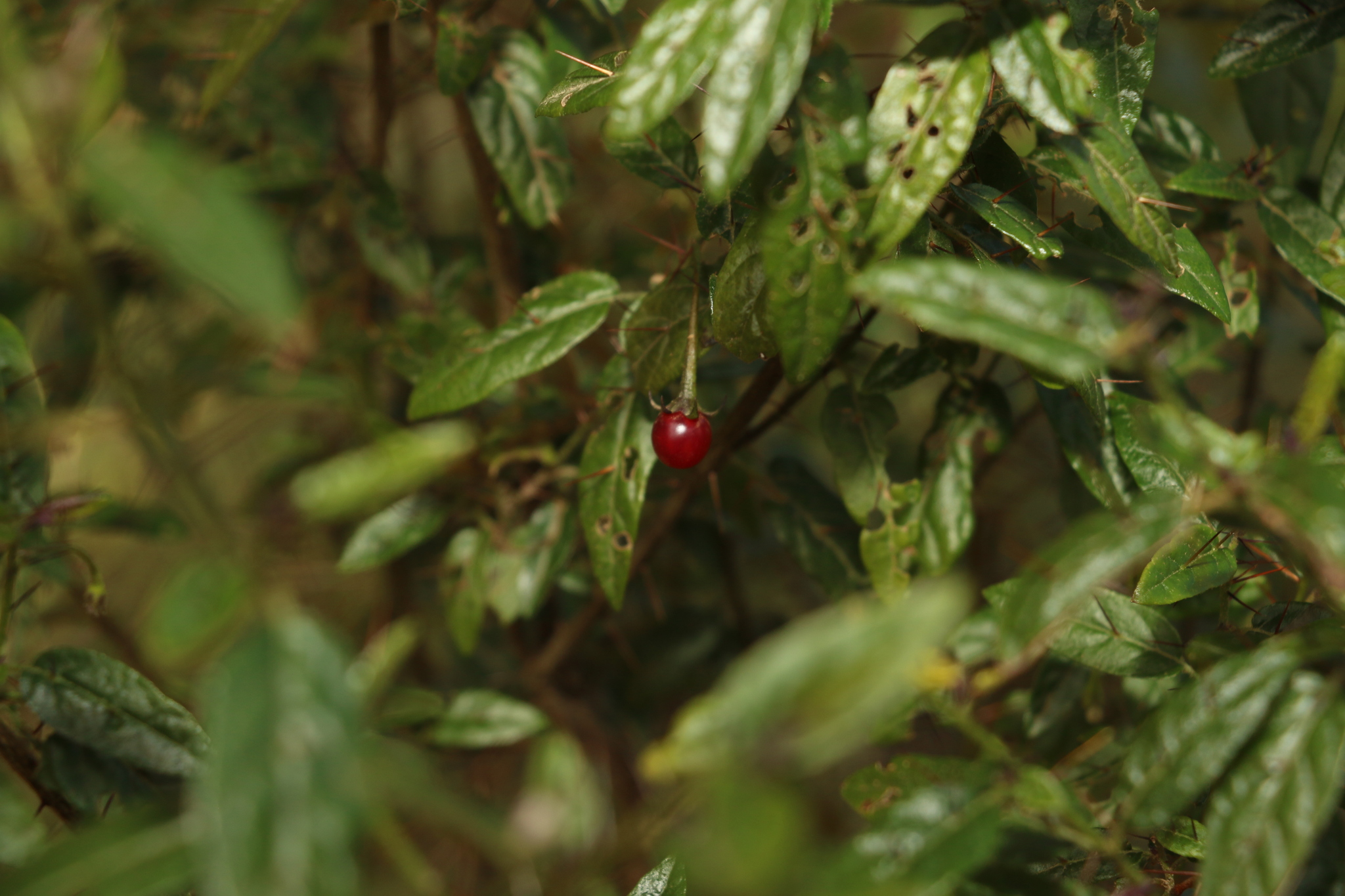 Solanum latens