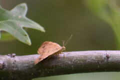 Mellilla xanthometata