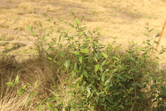 Solanum latens