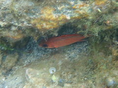 Sargocentron coruscum