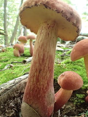 Baorangia