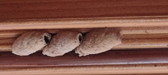 Sceliphron curvatum